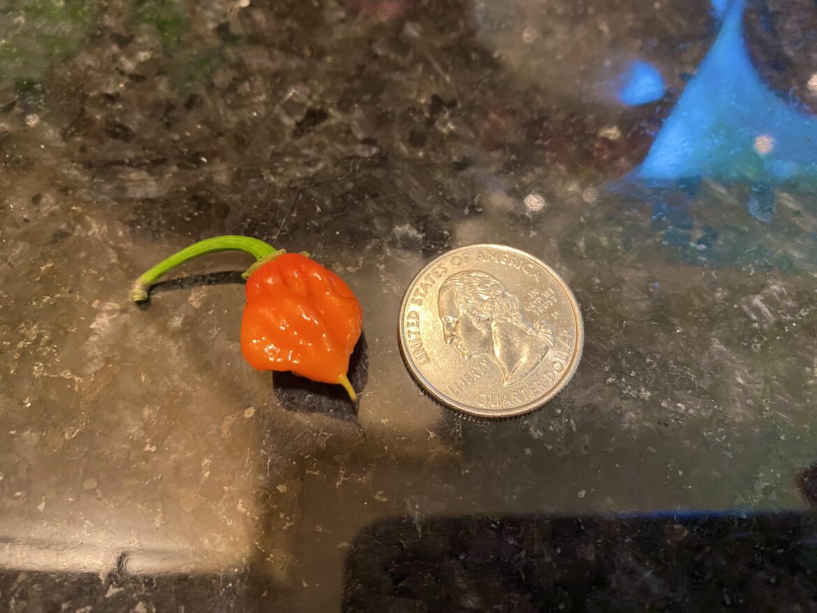 Little Reaper
