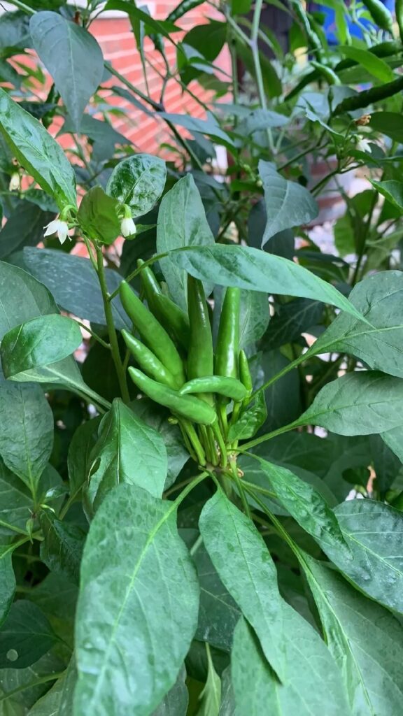 Please help me identify these peppers