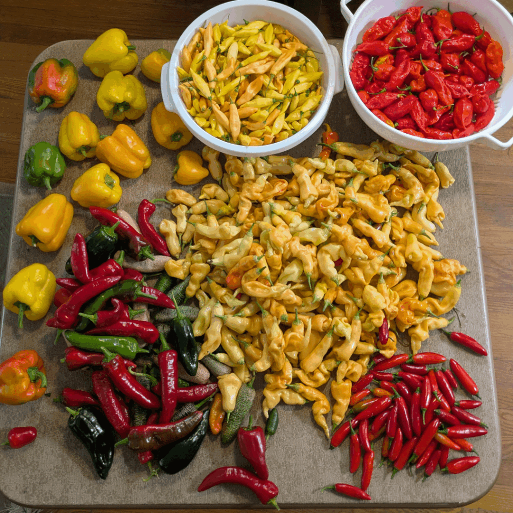 Pretty much the last harvest of 2025 in 7b. Still some coming in but this was the last big one.