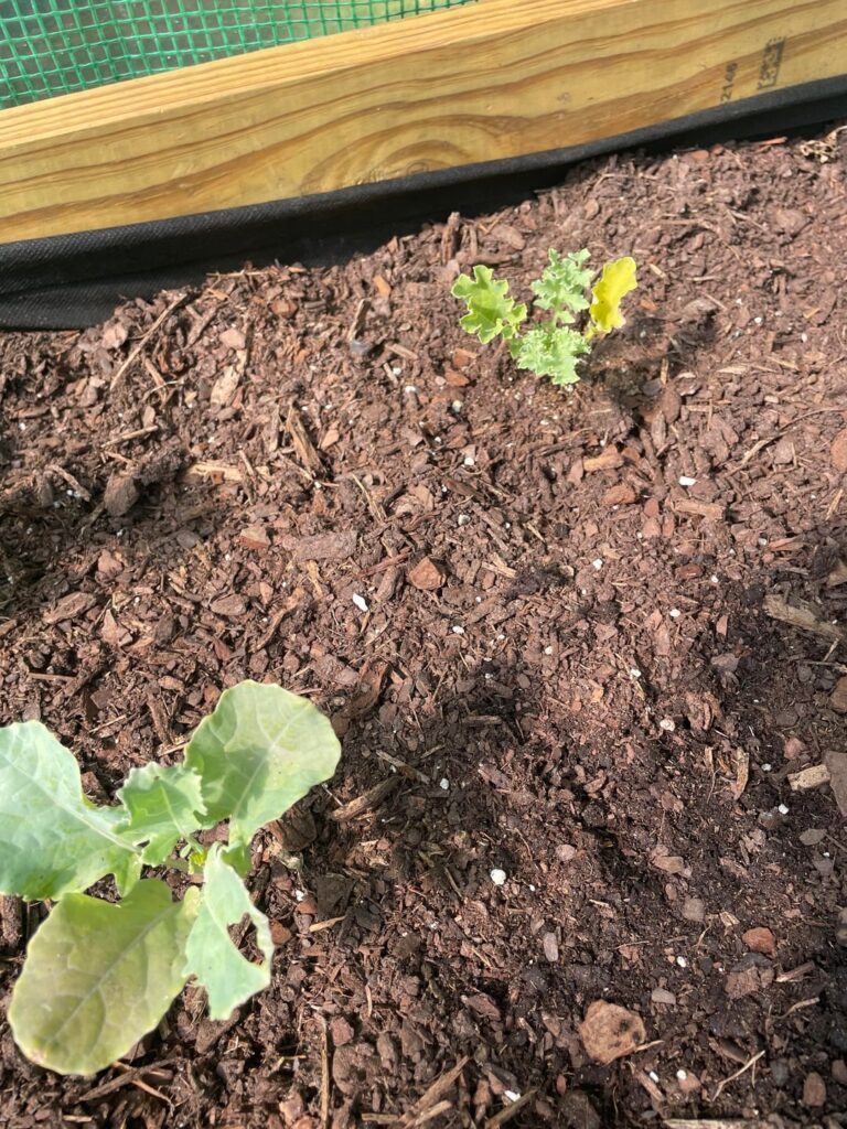 Why is my kale crumbling up?