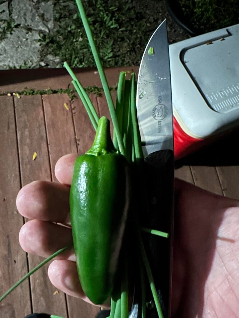 where do chives fit in the onion hierarchy?