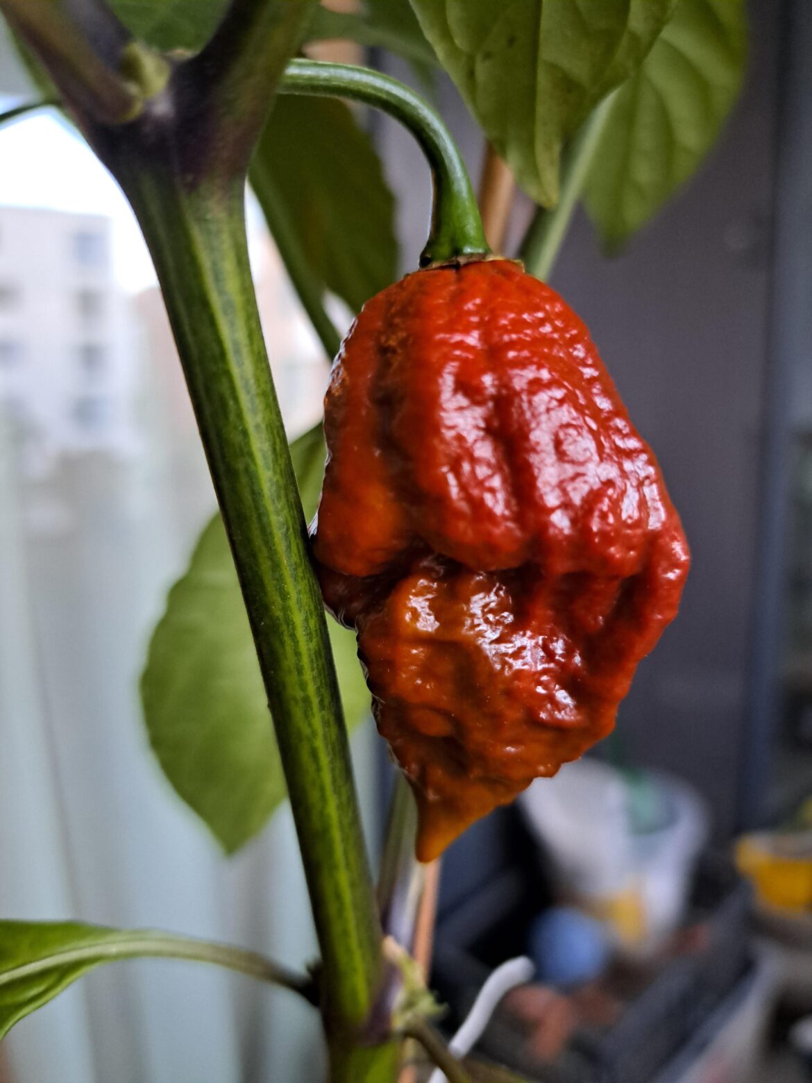 This bad boy has finally ripened