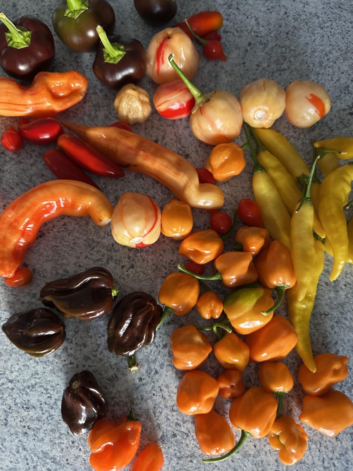 First real harvest 😍