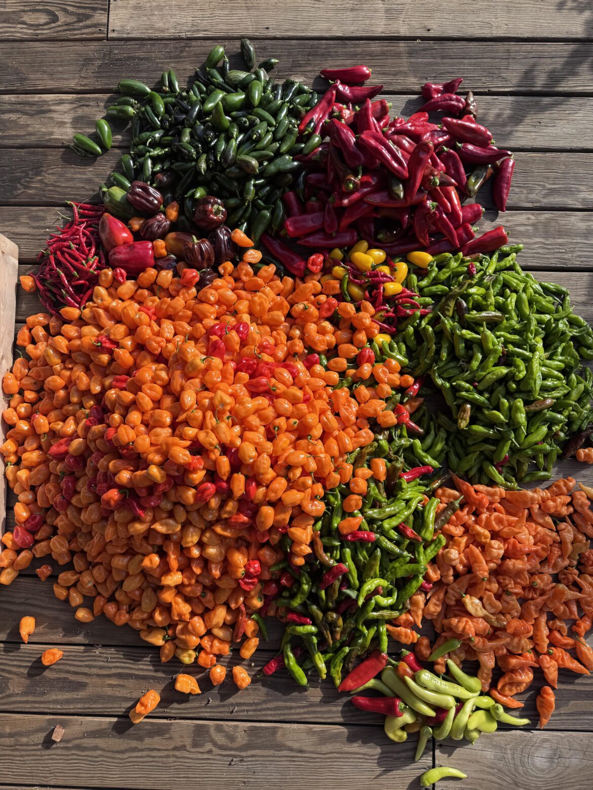 I love that peppers ripen when everything else is dying I love that peppers ripen when everything else is dying