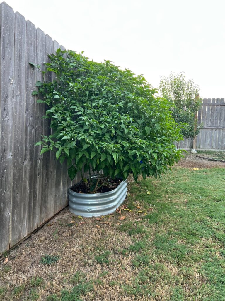 My monster ghost pepper bushes My monster ghost pepper bushes