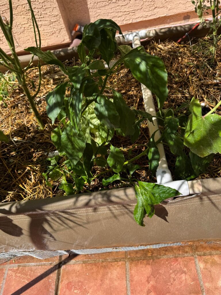 Dropped 5-6 bell pepper seeds in same hole. Multiple seeds germinated and grew. Should I kill the smaller ones and leave the single largest?