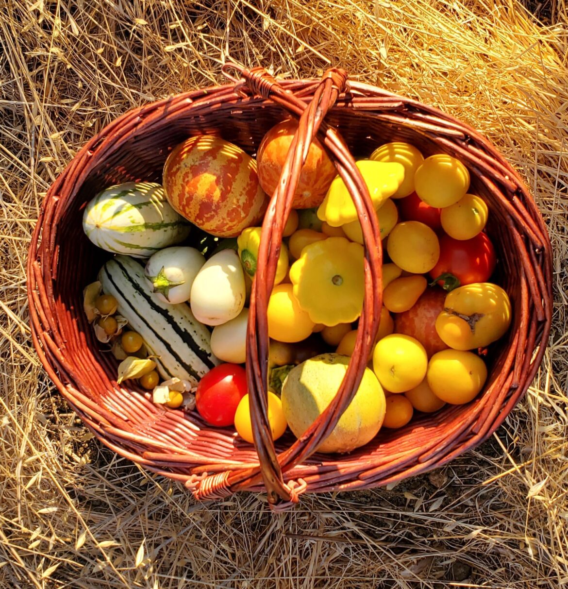 I finally sprung for a nice harvest basket instead of my shirt.😅