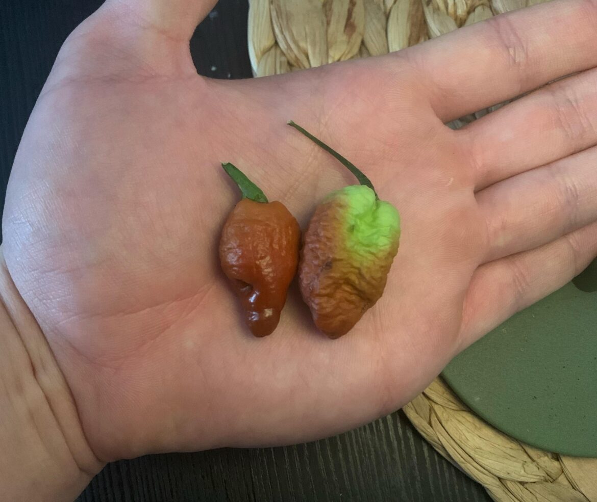 Chocolate bhutlah: what do to?