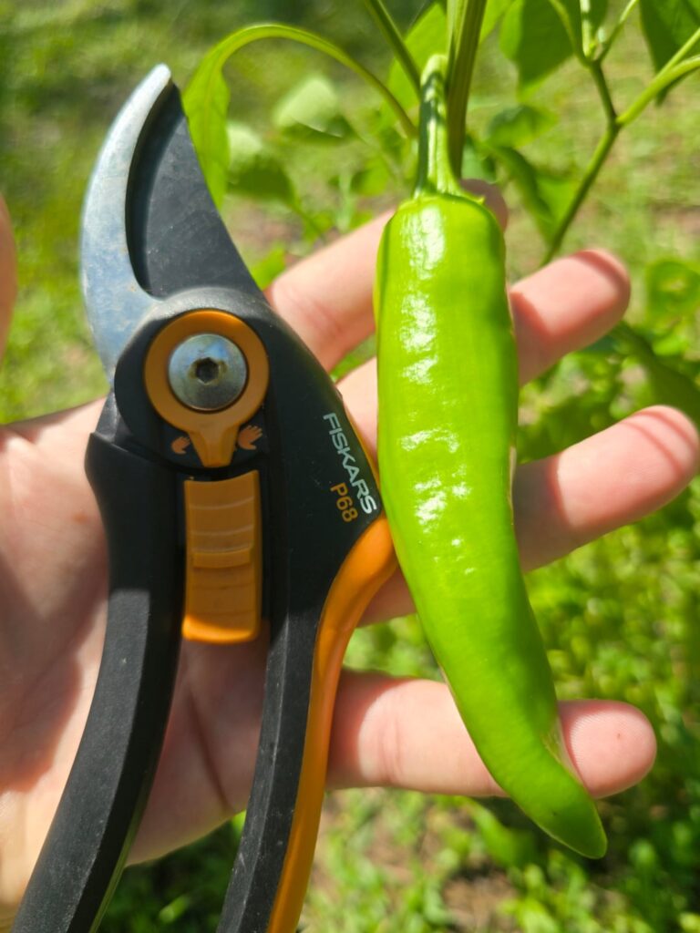 What kind of pepper is this? What kind of pepper is this?