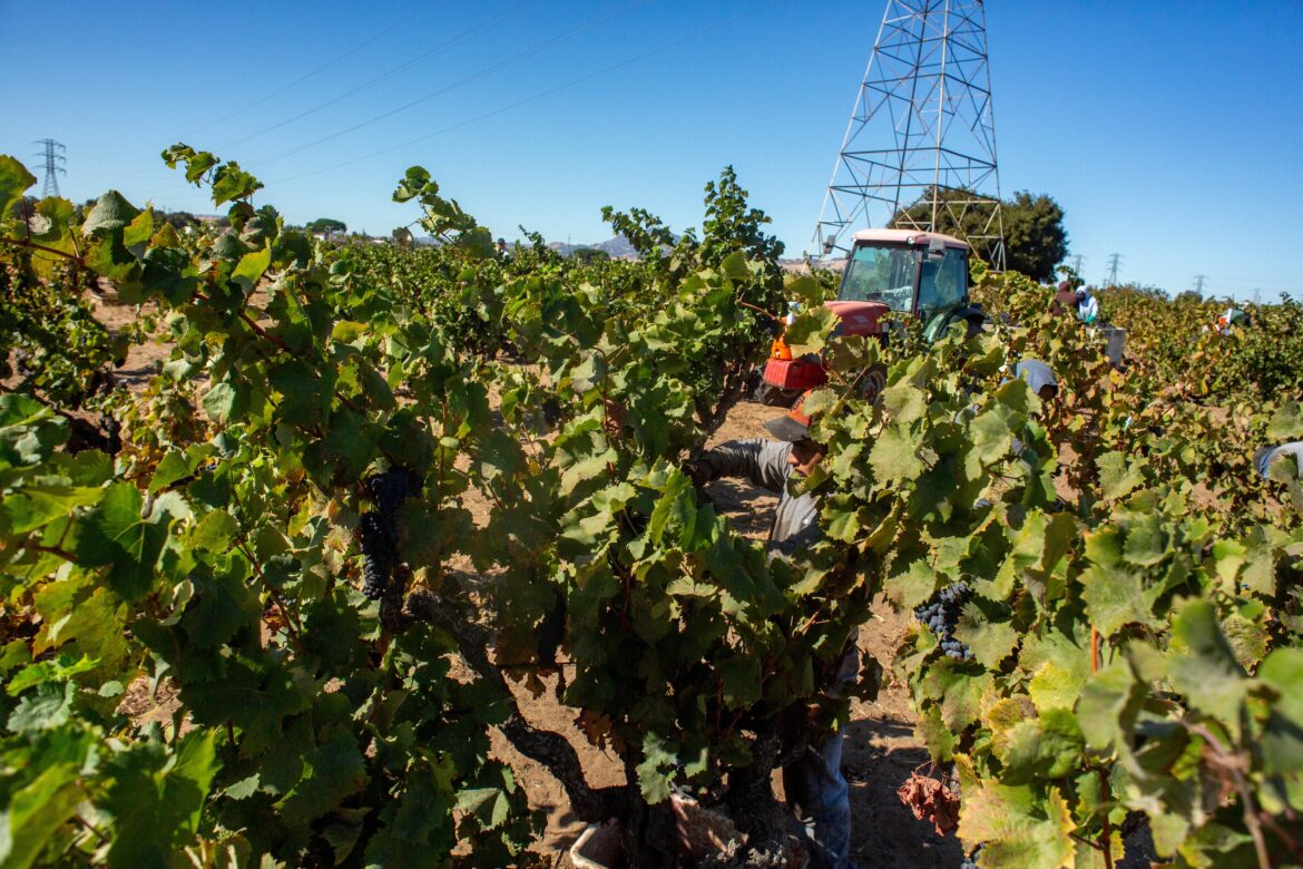 Harvesting 1880s planted Mourvèdre old vines in California, which would have been turned into houses if they didn't build power lines through the vineyard