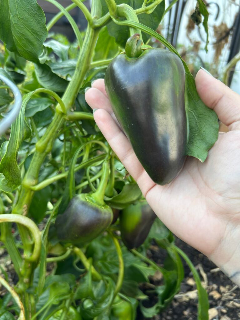Pepper Identification