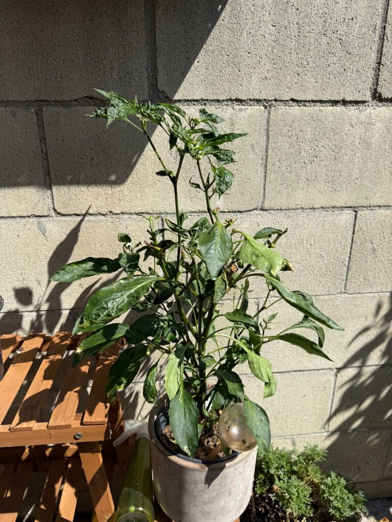 What’s wrong with my babies? Leaves have been curling in but plant seems healthy?