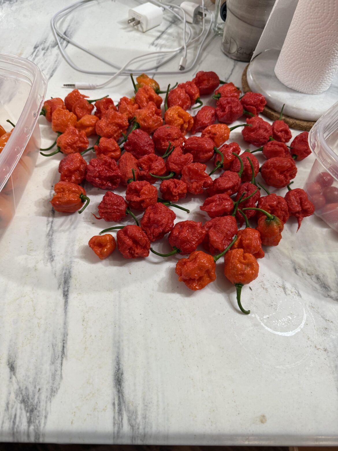 This is the 4th like this big & the fucker is still covered. Help!!! I need ideas. Dried some ground some.