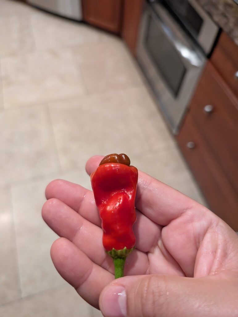 The least Jewish pepper I've ever grown