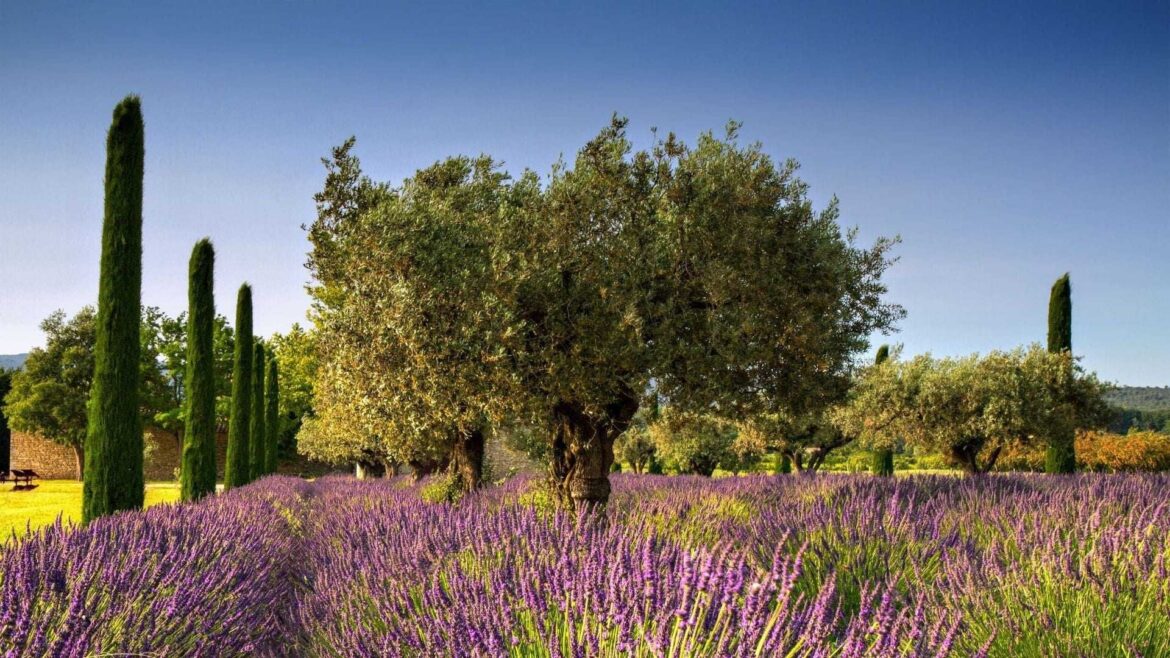 EU Grants PDO Status to Olive Oils of Provence