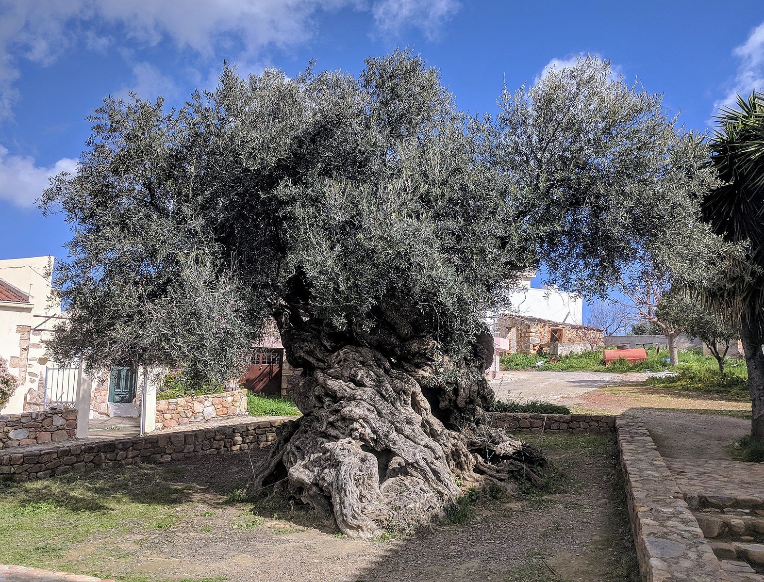 Olive Tree of Vouves, Greece