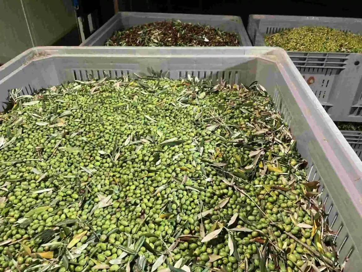 Olive oil, here are the global estimates: 4 countries are better than Italy Olive oil, here are the global estimates: 4 countries are better than Italy