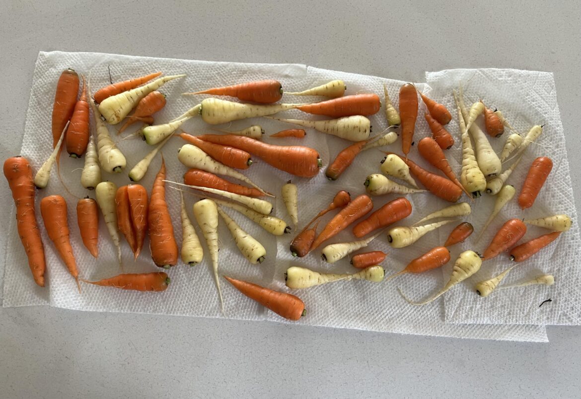 First year gardening, finally harvested all our carrots!