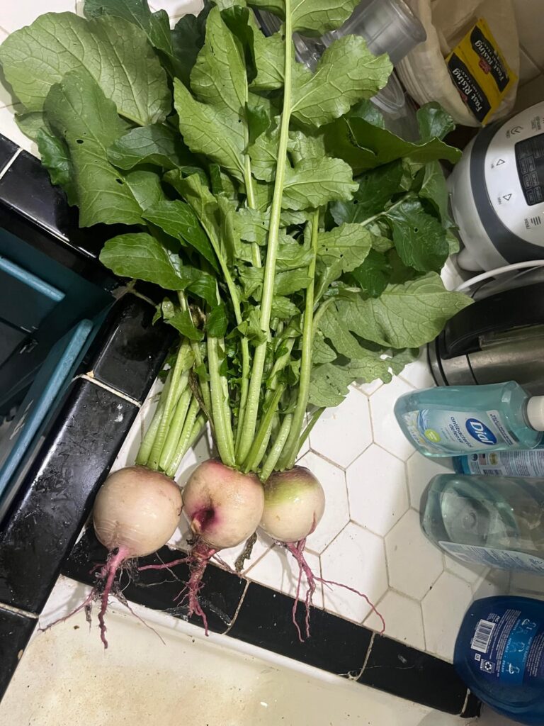 First time growing radishes?🫜