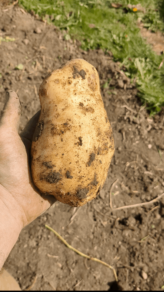 Largest potato of the season