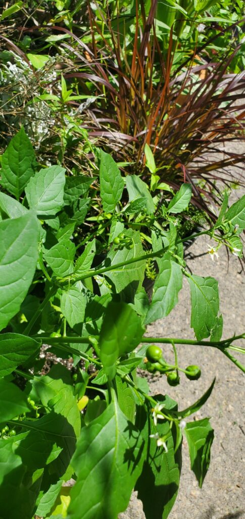 Any idea what kind of pepper? Any idea what kind of pepper?
