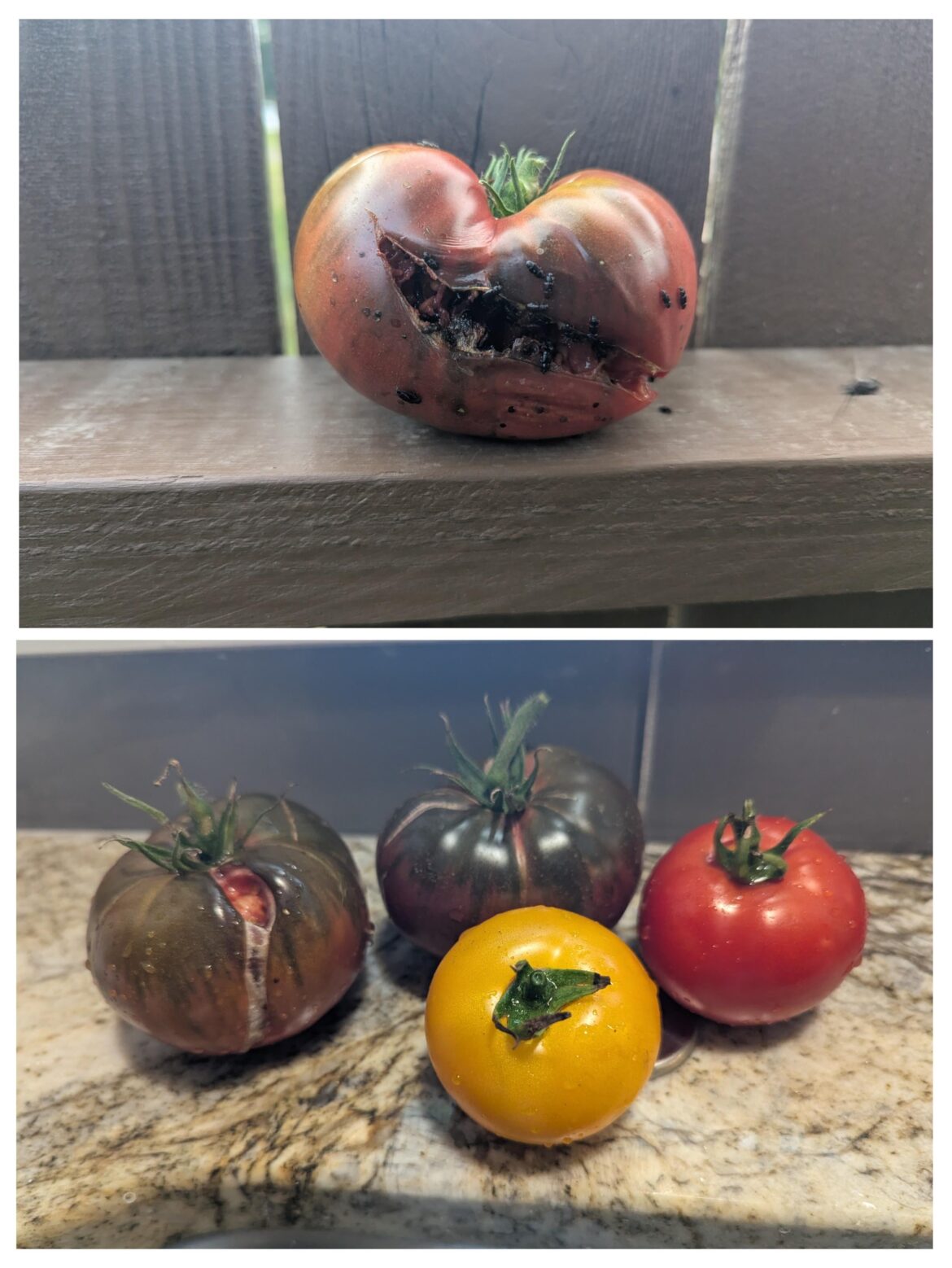 Noooo! Not the Cherokees! I only have a few and they are the first to split