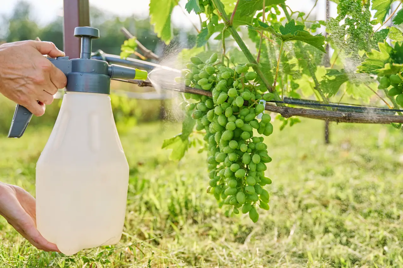 Hand spraying pesticides on green grapevine in vineyard