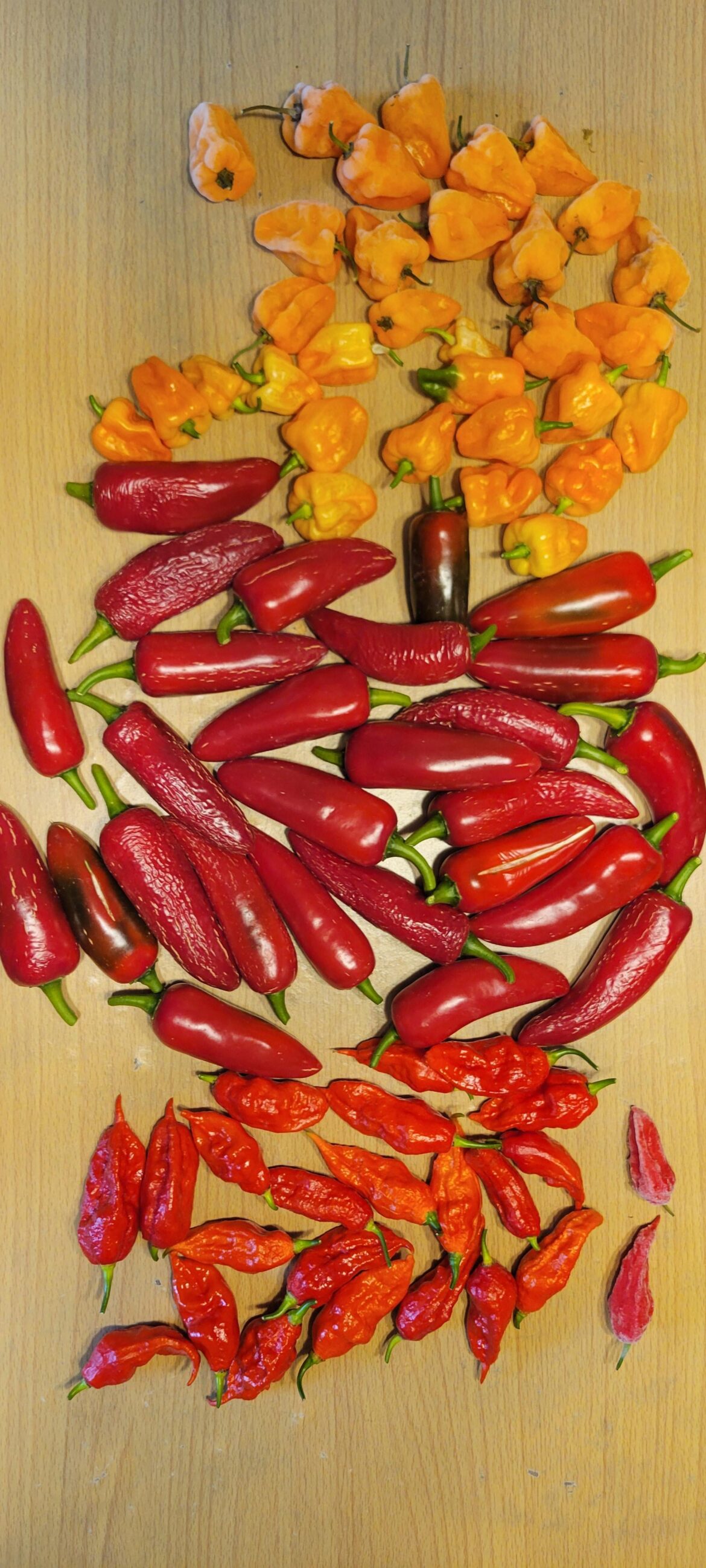 My harvest from a small raised bed. Let the hot sauce experimentation begin