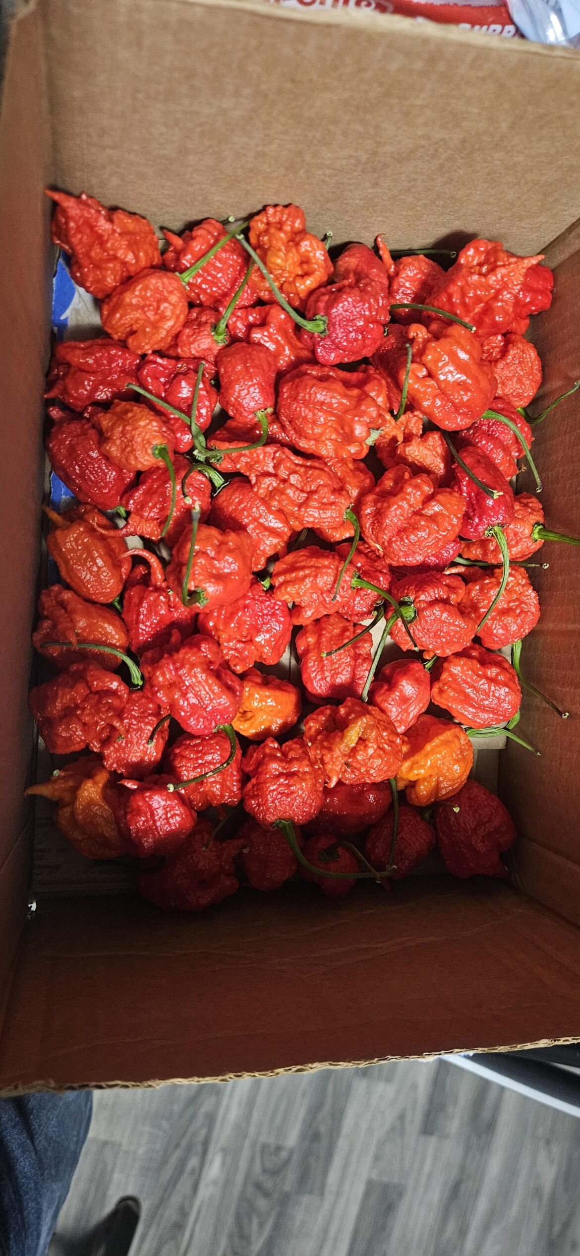 Local gardener sold this for $25