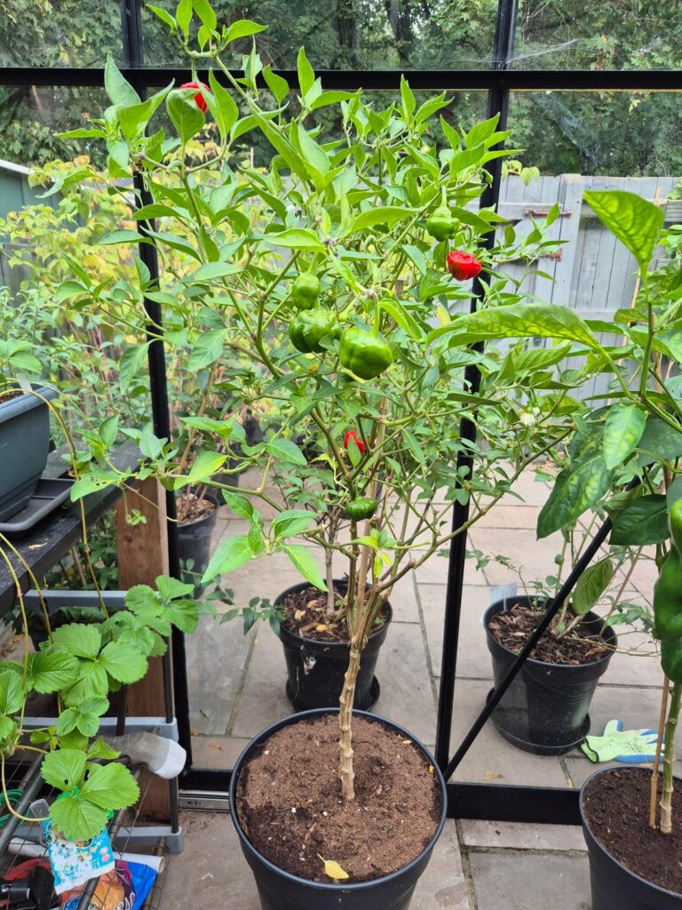 Still going strong Still going strong