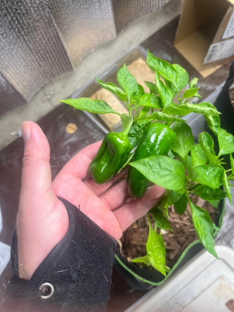 These pathetic plants I got were dying, but I picked them up for free because they were throwing them away.