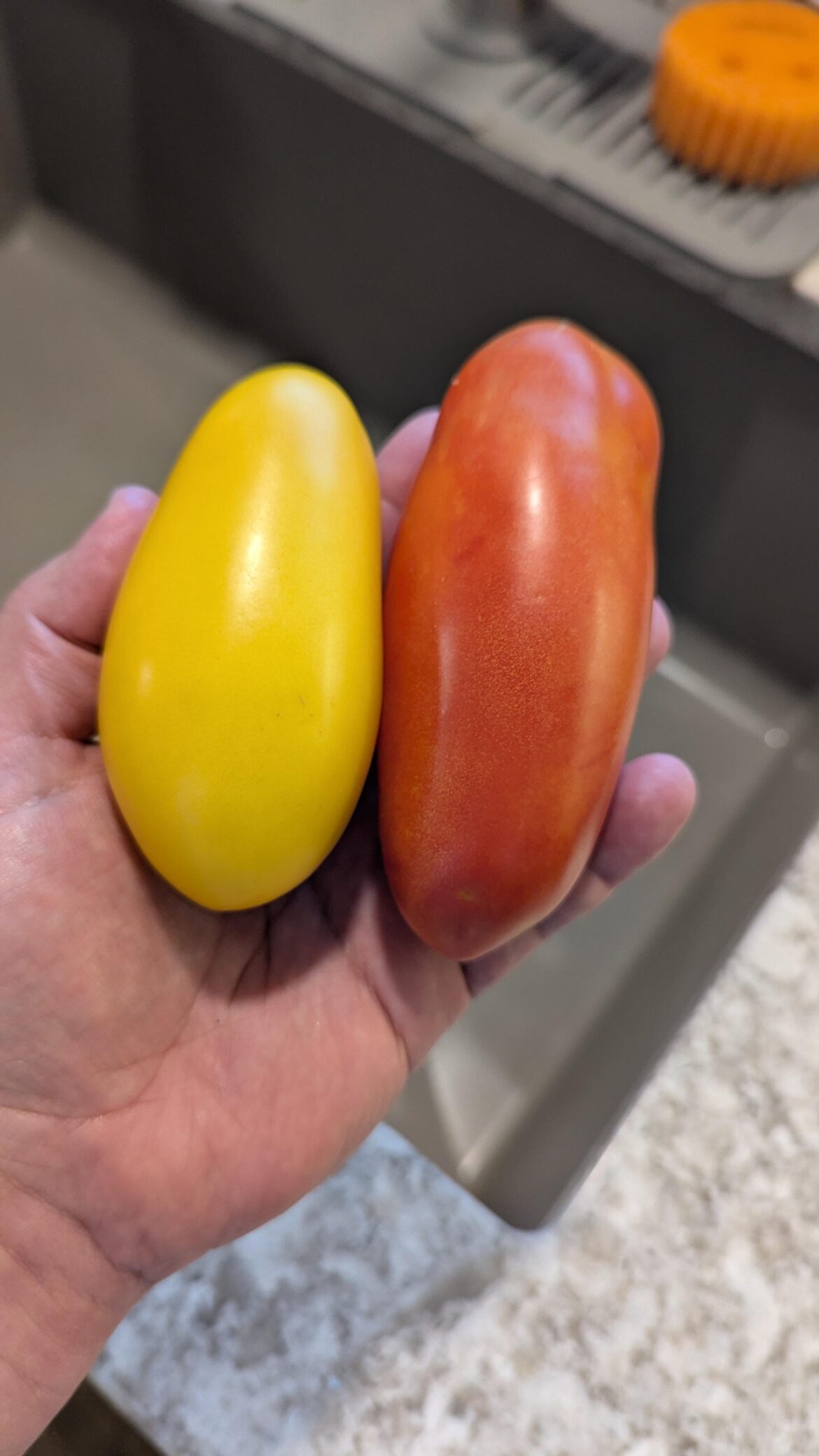 I grew San Marzano tomatoes from seed from my plant from last year. 6 plants and one is growing yellow fruit. Say what?