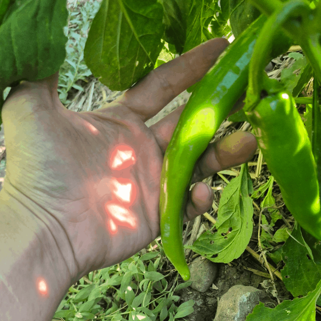 What on earth am I growing?