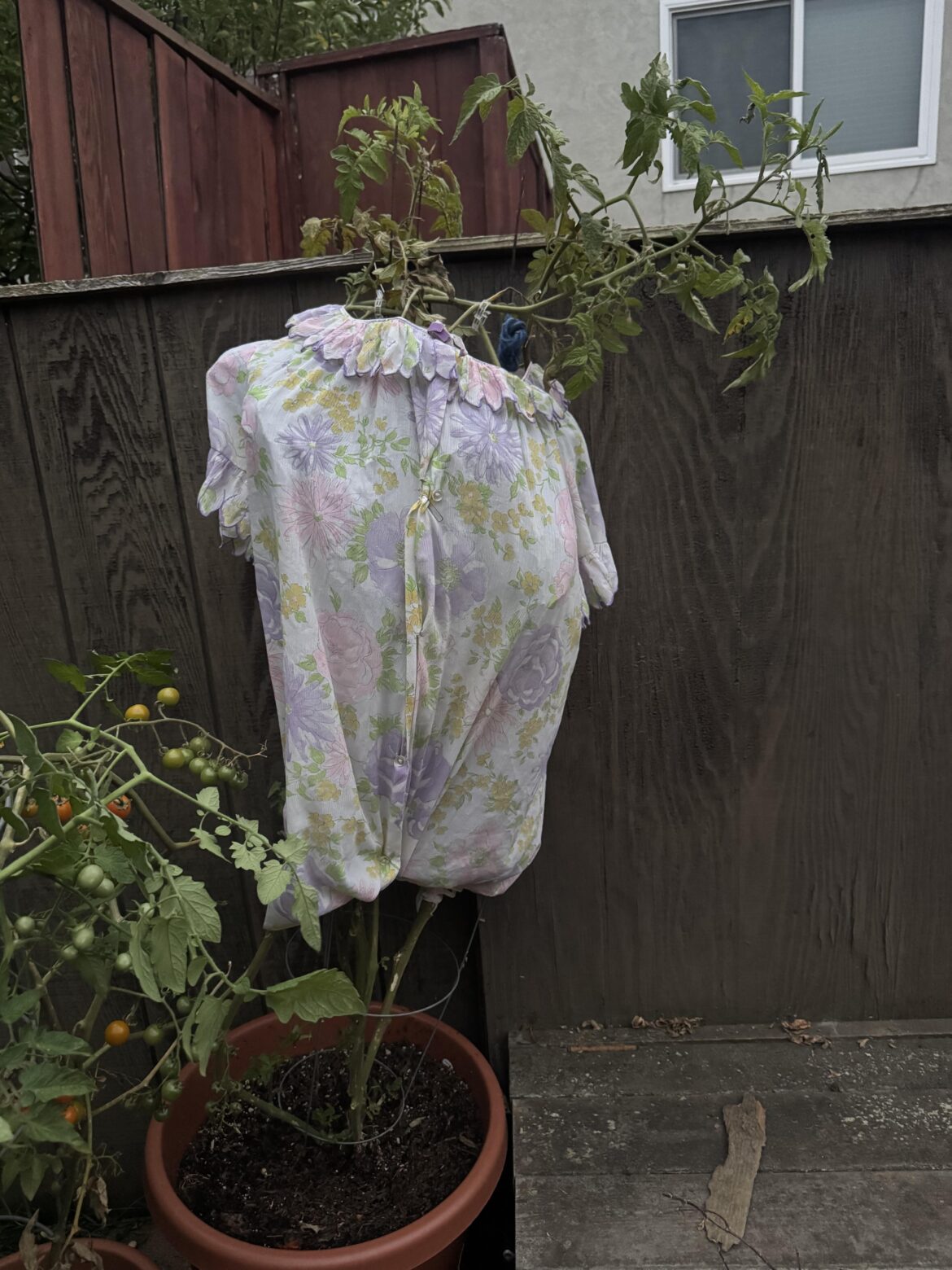 My mom’s solution when a big red tomato went missing