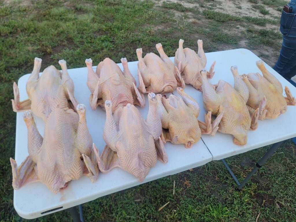 A dozen down, 38 more to go. First year pasture raising chickens.