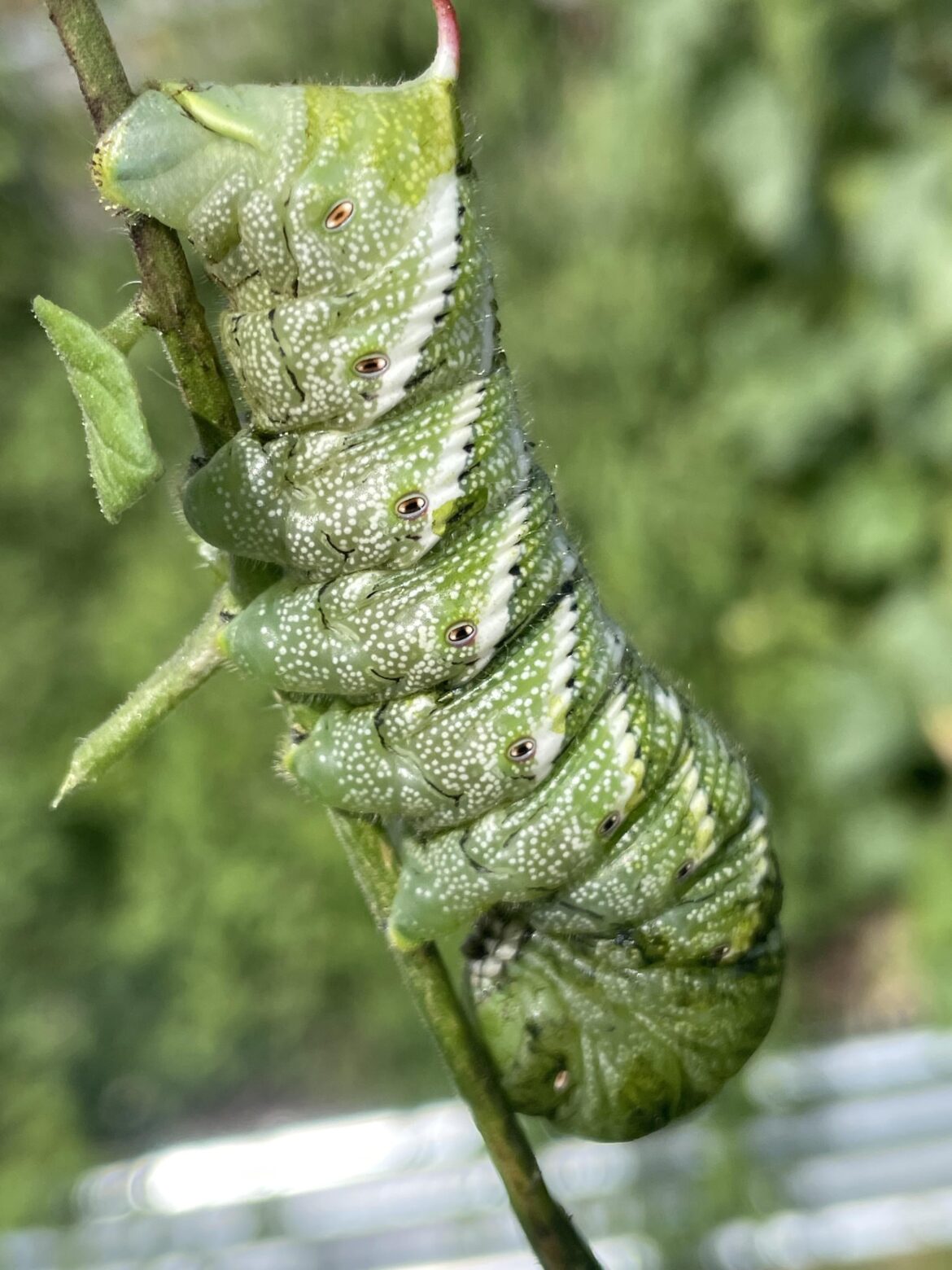 Found my first ever hornworm in my tomatoes
