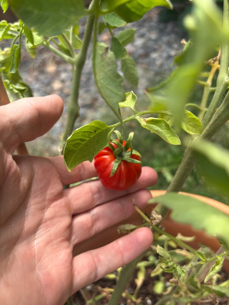 Cherry Sized Heirlooms! Cherry Sized Heirlooms!