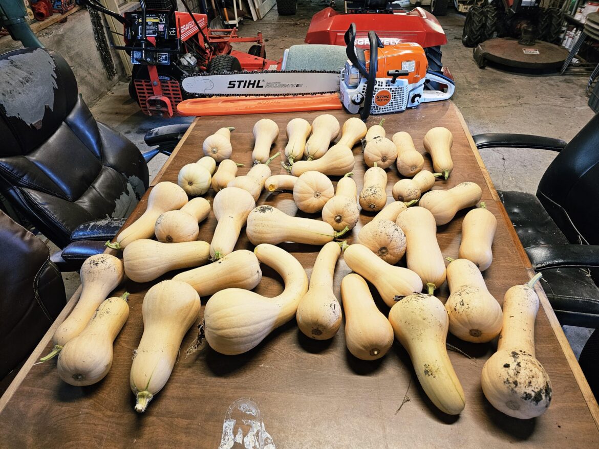My butternut squash harvest this year
