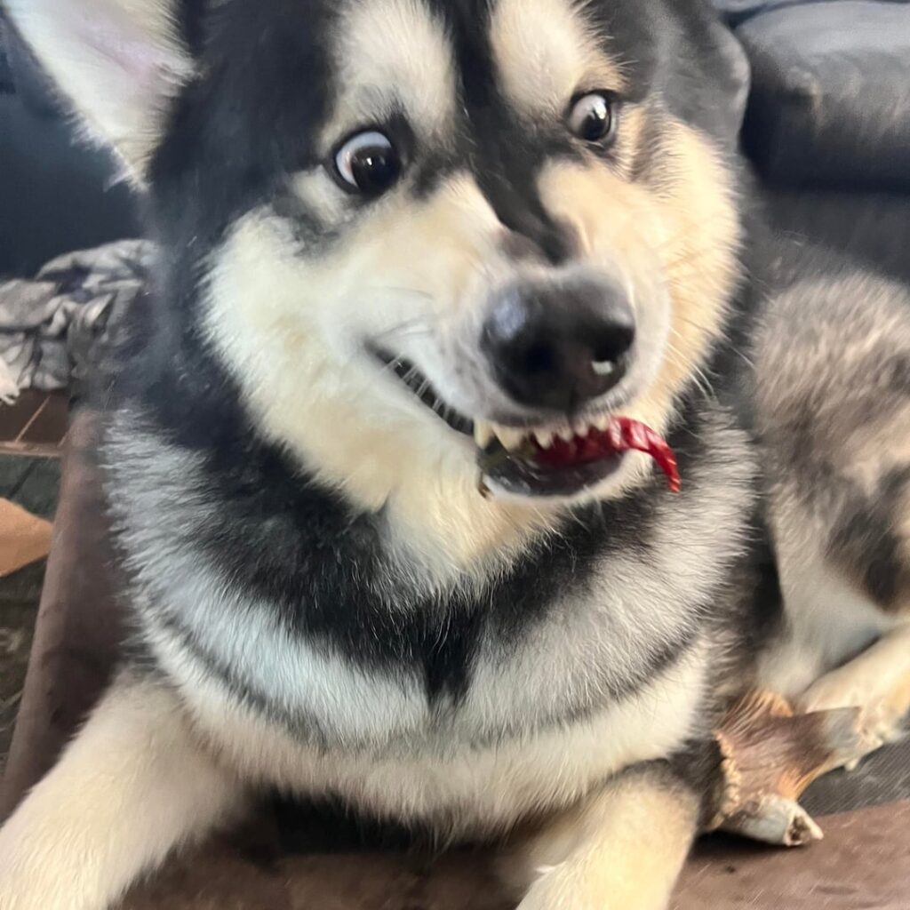Anyone else’s doggo enjoy hot peppers? Anyone else’s doggo enjoy hot peppers?