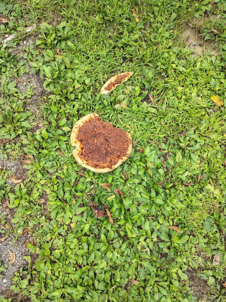 Discarded by the neighbor. Never loved.