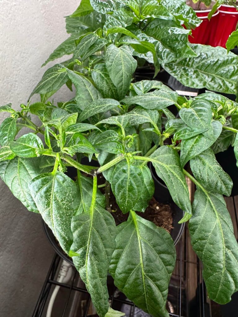 What’s that white stuff?