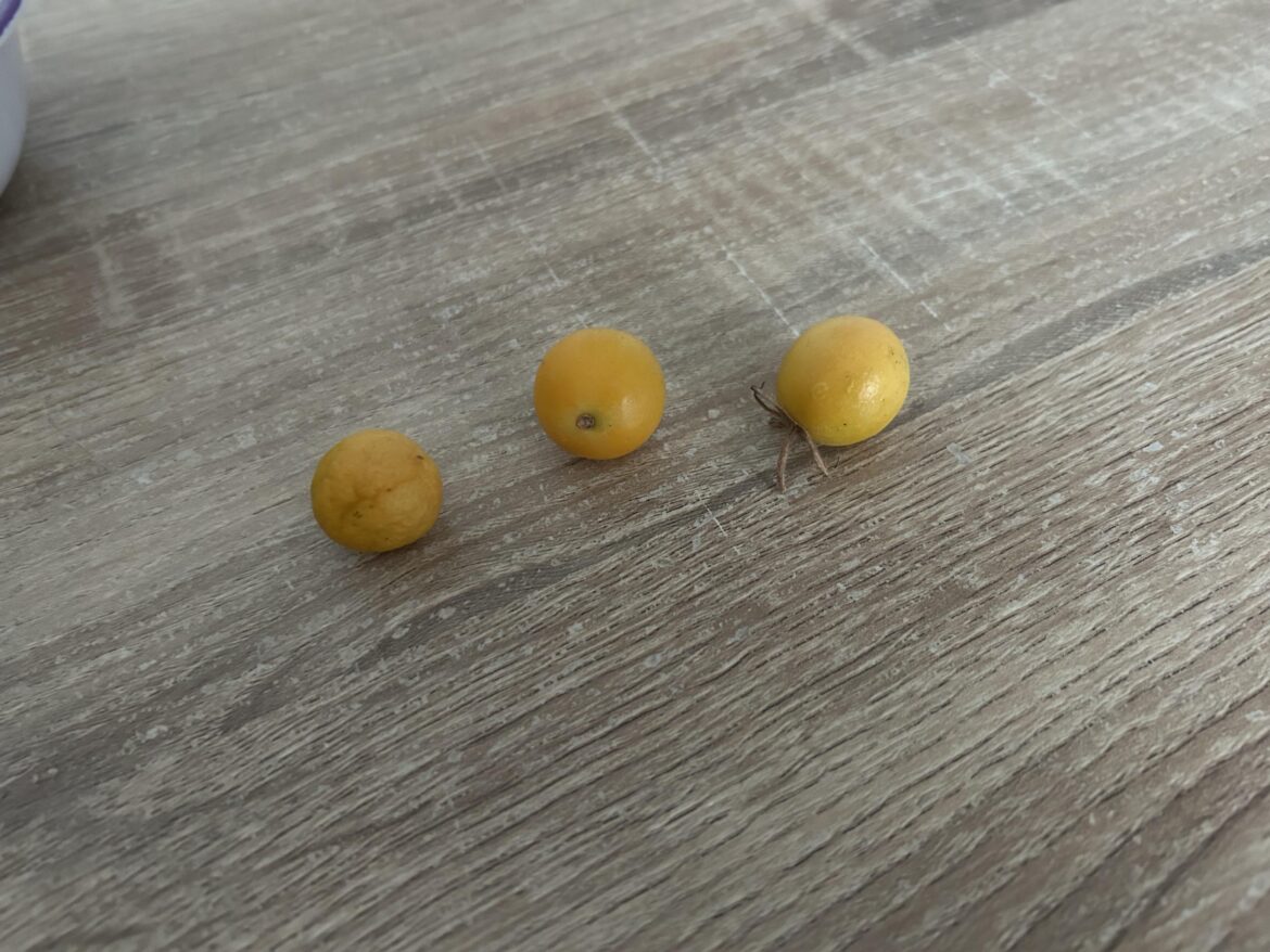 Home grown tomatoes lasted a year