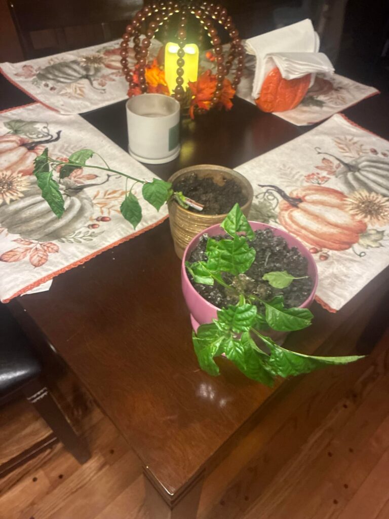 Can someone tell me what the problem is and what I should do these are calorina reaper plants