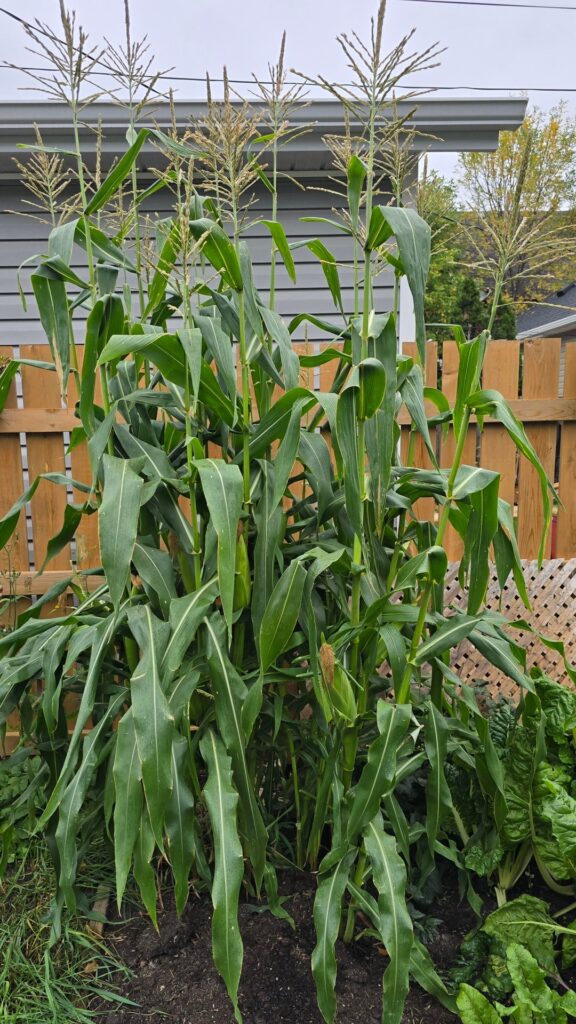 My little area of corn got me about 17 cobs