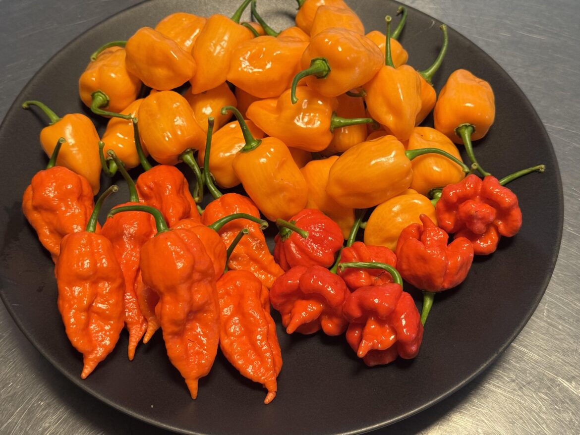 My girls started coming in!! Habañeros, Ghosts and Trinidad Scorpions.