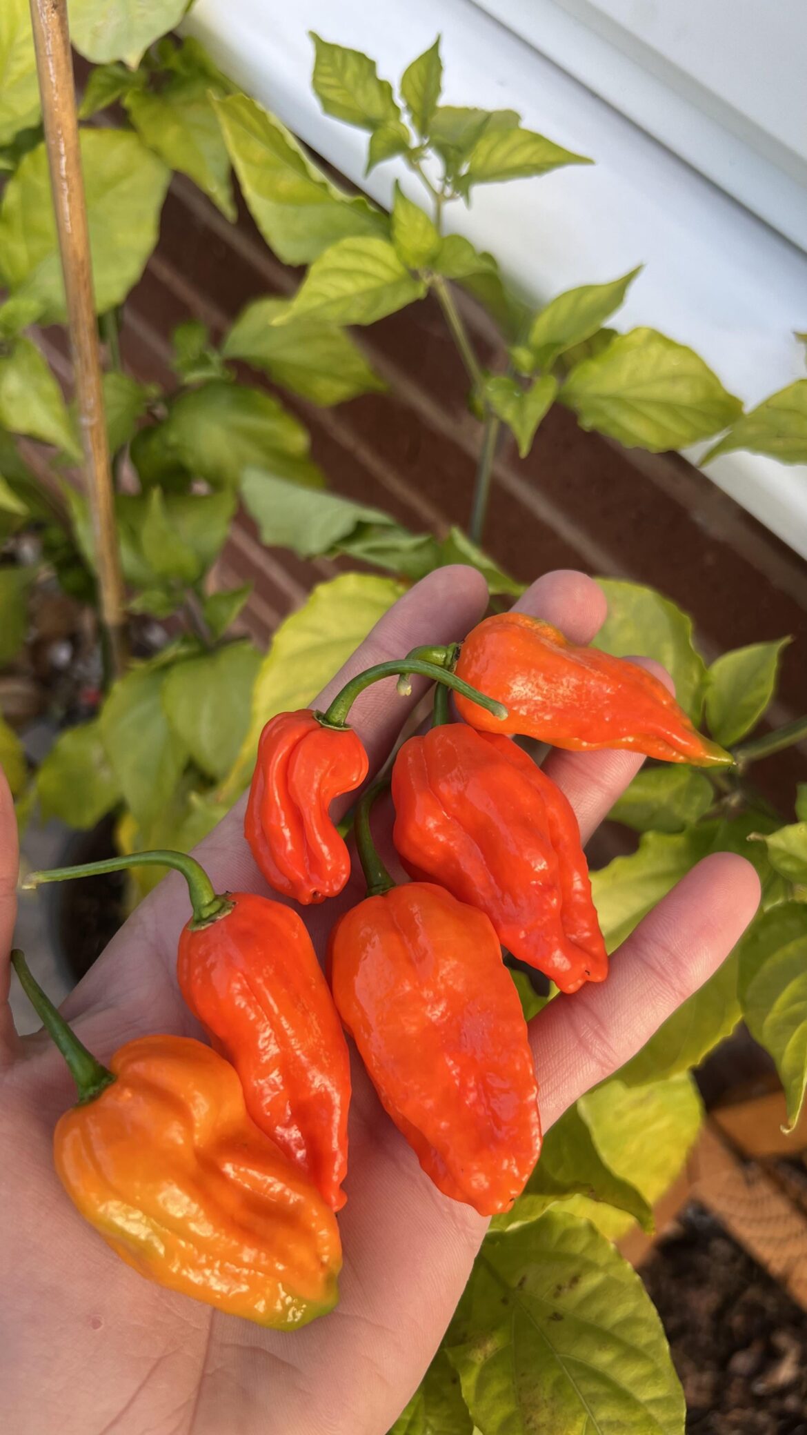 First ghost peppers!