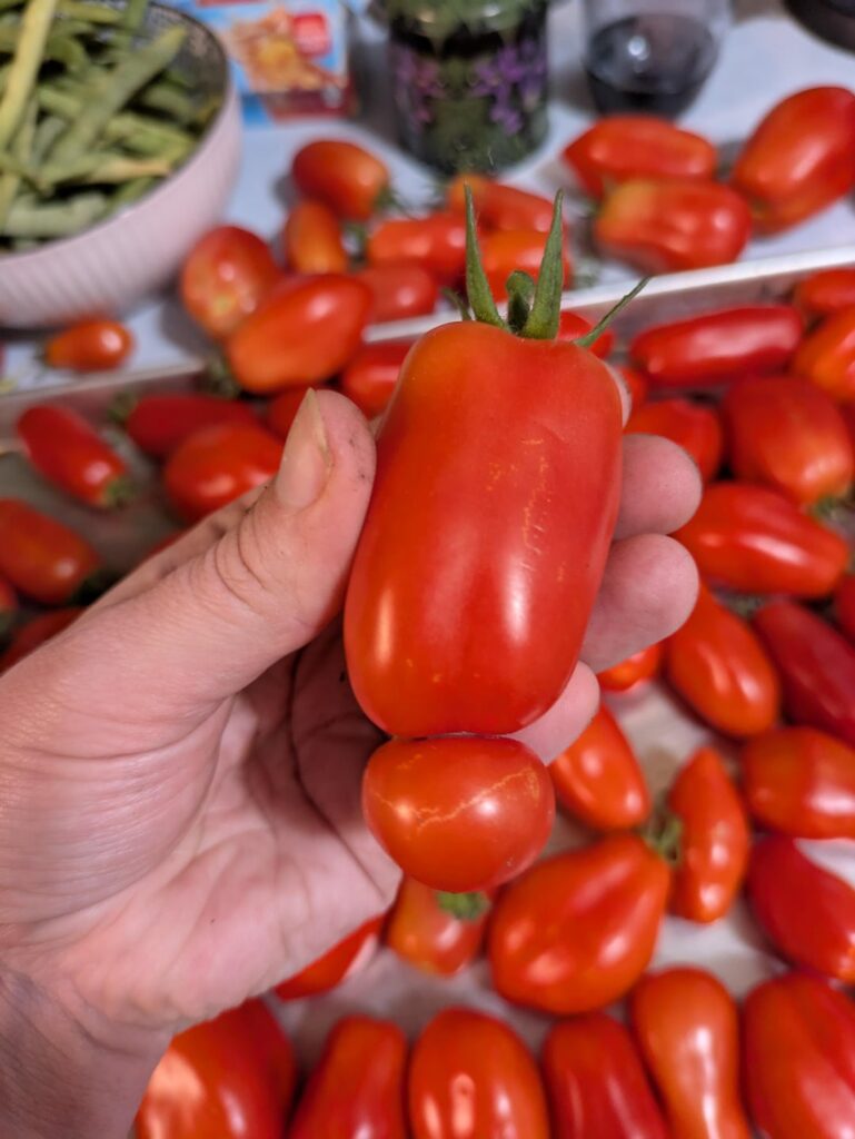 Why do my San Marzanos look like this