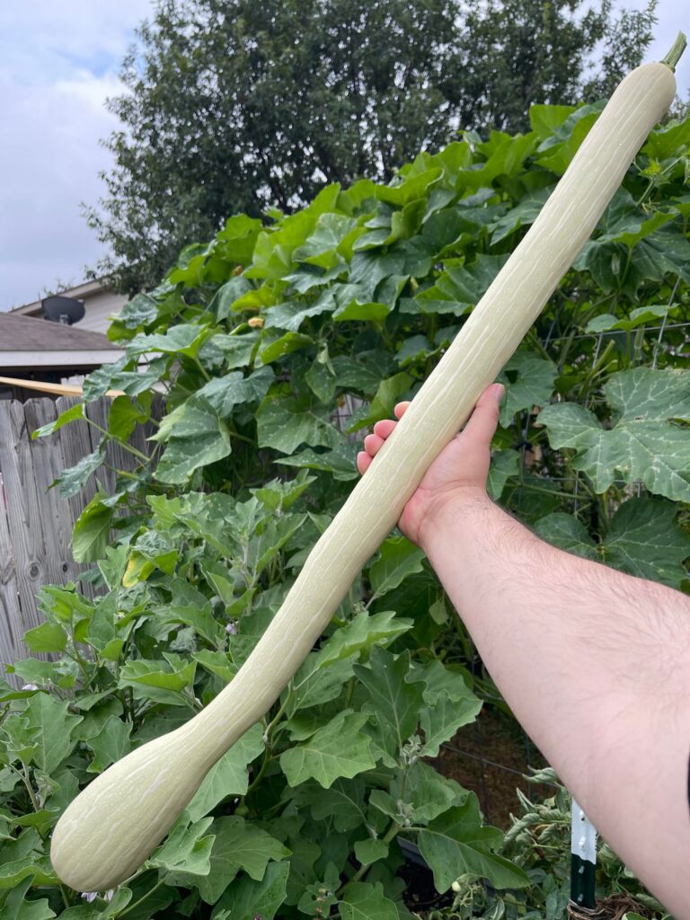 My first Tromboncinos