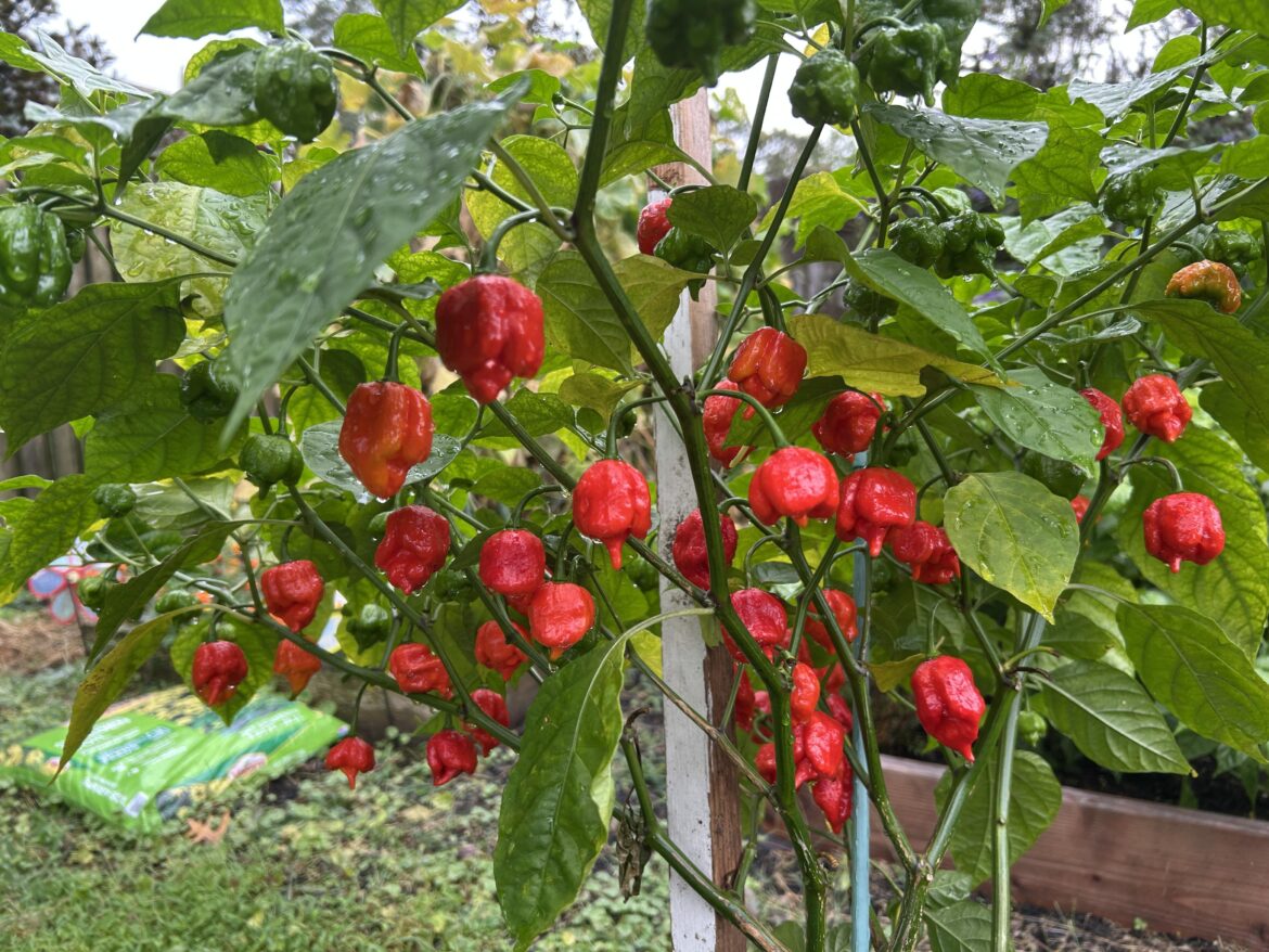 Scorpion Pepper Plant on Fire