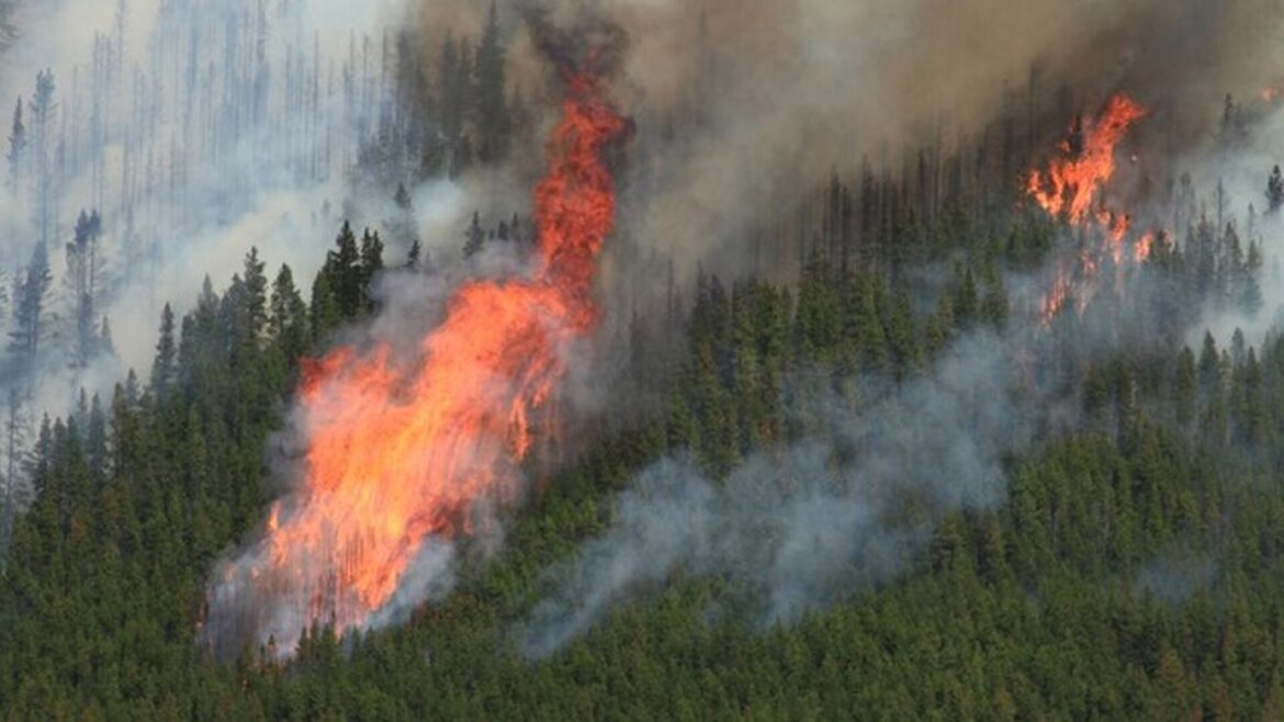 Smoke in Wine Research Pt 2 Smoke in Wine Research Pt 2